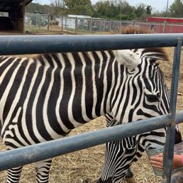 Bucket feeding the zebras