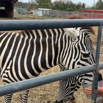 Darby Acres Farm - Bucket feeding the zebras - Zoos Near Me - Charlotte, North Carolina