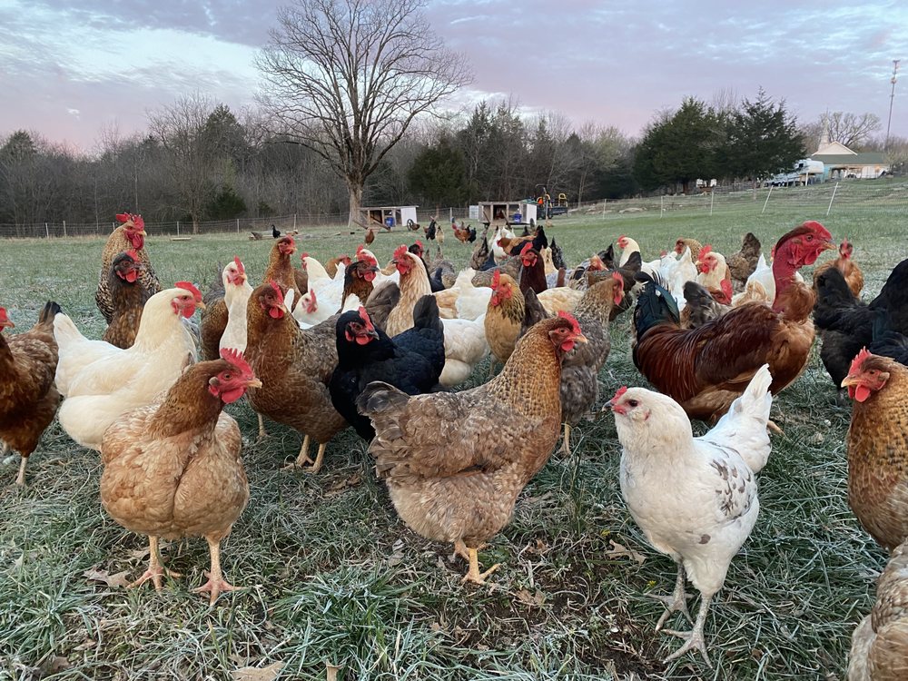 MUSTOEBOYD DAIRY AND POULTRY FARM 2640 W Saulsbury Rd, Lebanon