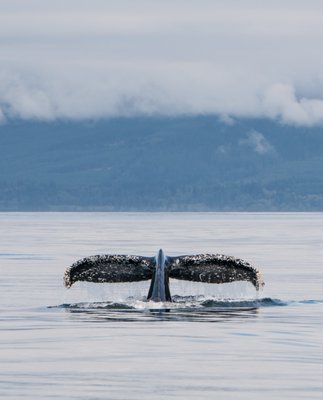 Orca Spirit Adventures Whale Watching by null