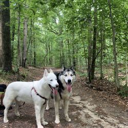 Honeygo Run Regional Park - Red trail! So much fun and beautiful scenic views