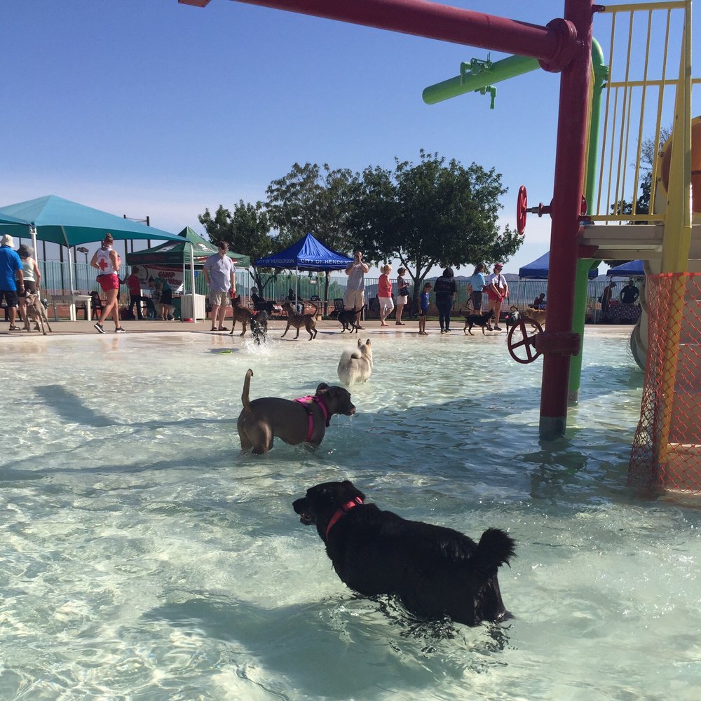 Black Mountain Rec & Aquatic Complex - Doggie pool day at the end of the summer. - Fitness & Instruction Near Me - Henderson, Nevada Black Mountain Rec & Aquatic Complex - Doggie pool day at the end of the summer. - Fitness & Instruction Near Me - Henderson, Nevada