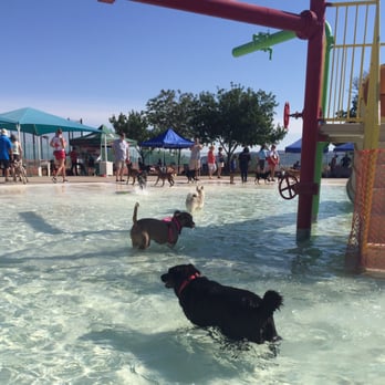 Black Mountain Rec & Aquatic Complex - Doggie pool day at the end of the summer. - Fitness & Instruction Near Me - Henderson, Nevada