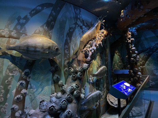 Florida Museum of Natural History by null
