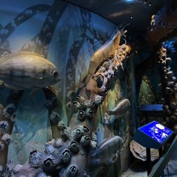 Florida Museum of Natural History