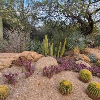 Desert Botanical Garden - Botanical Gardens Near Me - Phoenix, Arizona Desert Botanical Garden - Botanical Gardens Near Me - Phoenix, Arizona