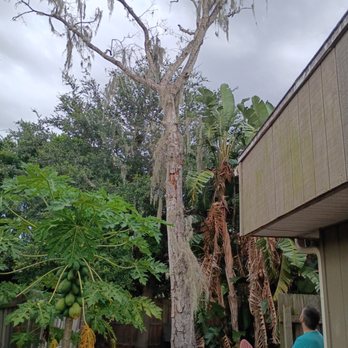Alpha Arborcare - Tree Services Near Me - Daytona Beach, Florida Alpha Arborcare - Tree Services Near Me - Daytona Beach, Florida
