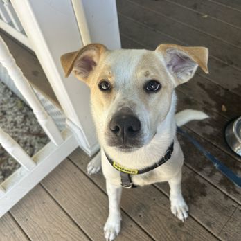bullig  - Archie getting his pupcup - Cafes Near Me - Fort Myers, Florida