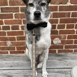 Asians for Humans, Animals & Nature - AHAN - Looking dapper!