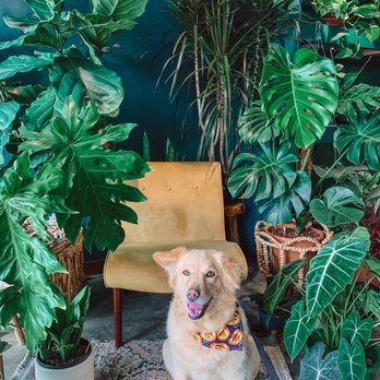 Plantoem - Momo loving all of the plants! - Cafes Near Me - Honolulu, Hawaii Plantoem - Momo loving all of the plants! - Cafes Near Me - Honolulu, Hawaii