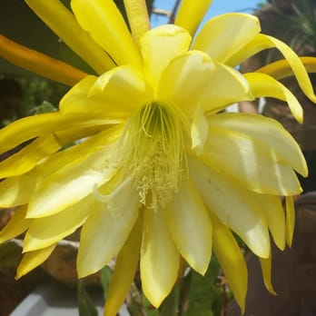 Halawa Xeriscape Garden - Botanical Gardens Near Me - Aiea, Hawaii