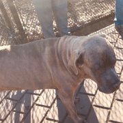 Photo of Schuylkill River Dog Run - Philadelphia, PA, United States. Ollie