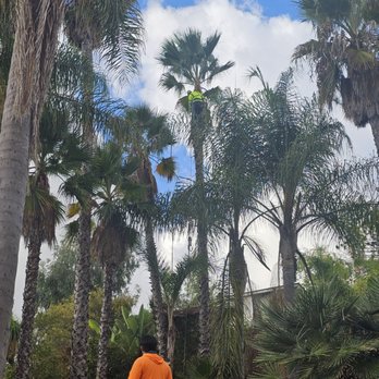 Charles Tree Service - Trees prior to trimming - Tree Services Near Me - Lemon Grove, California
