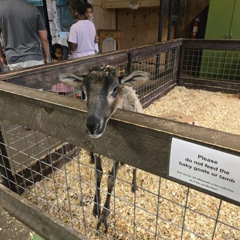 Sustainable Safari - Goat - Petting Zoos Near Me - Maplewood, Minnesota Sustainable Safari - Goat - Petting Zoos Near Me - Maplewood, Minnesota