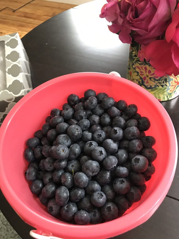 OWLS HEAD FARM Updated August 2024 263 Blueberry Farm Rd, Richmond, Vermont Farmers Market