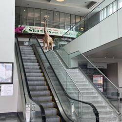 Baton Rouge Metropolitan Airport - BTR - Escalators to gate