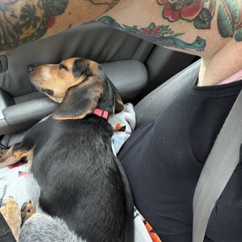 Universal Dog Care Orlando - Bammi! - Dog Walkers Near Me - Orlando, Florida Universal Dog Care Orlando - Bammi! - Dog Walkers Near Me - Orlando, Florida