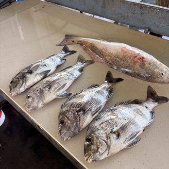 Rod Bending Charters - Fishing Near Me - Galveston, Texas