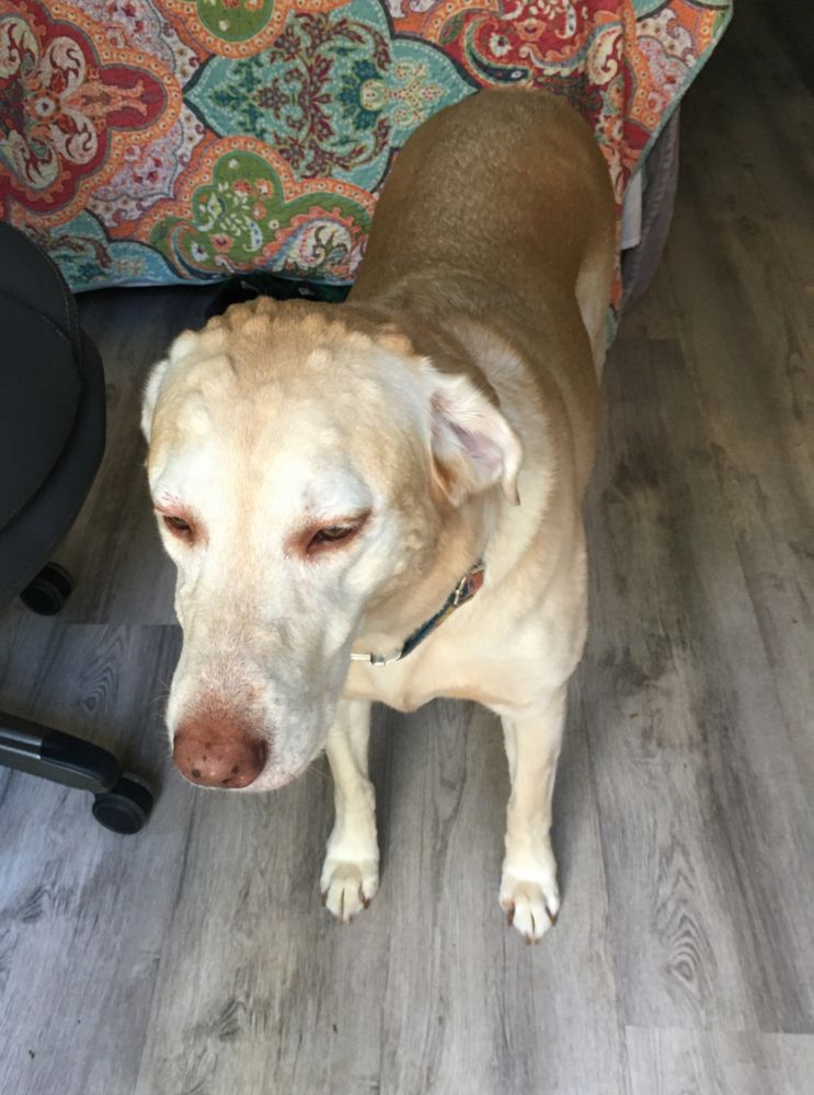 Ocean Isle Veterinary Hospital Image