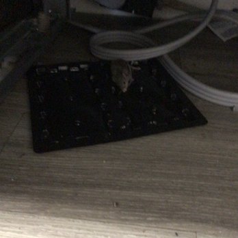 Brent Place - Mouse - Apartments Near Me - Alexandria, Virginia