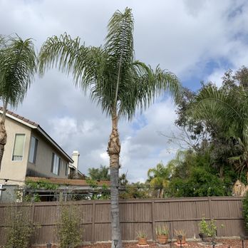Ezra Tree Service - After - group - Tree Services Near Me Ezra Tree Service - After - group - Tree Services Near Me