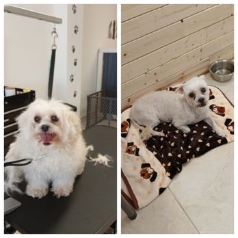 Gentle Hands Grooming - This is how we do it at Miss Joni's! We're just a chillin after our spa day. - Pet Groomers Near Me Gentle Hands Grooming - This is how we do it at Miss Joni's! We're just a chillin after our spa day. - Pet Groomers Near Me