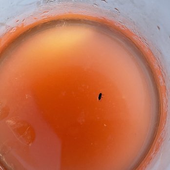 Aka'ula Lanai - Flies in my drink - Breakfast & Brunch Near Me - Waikoloa Beach, Hawaii