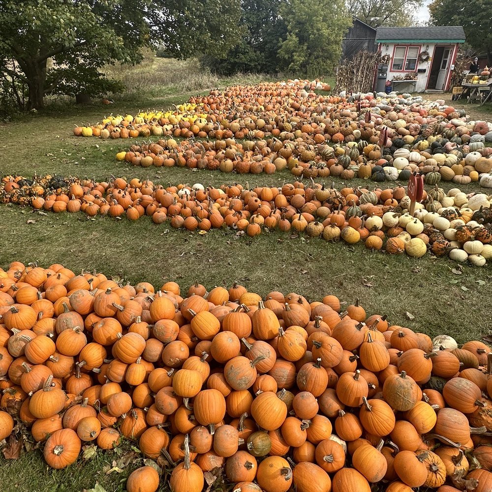 Wells Pumpkin Farm - Pumpkins - Pumpkin Patches Near Me - Ann Arbor, Michigan Wells Pumpkin Farm - Pumpkins - Pumpkin Patches Near Me - Ann Arbor, Michigan