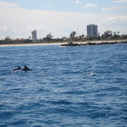Palm Beach Pearl - Dolphin Sighting