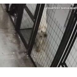 Puppy Manor - This is NOT okay.  This toxic material does NOT belong on the inside of the crates.