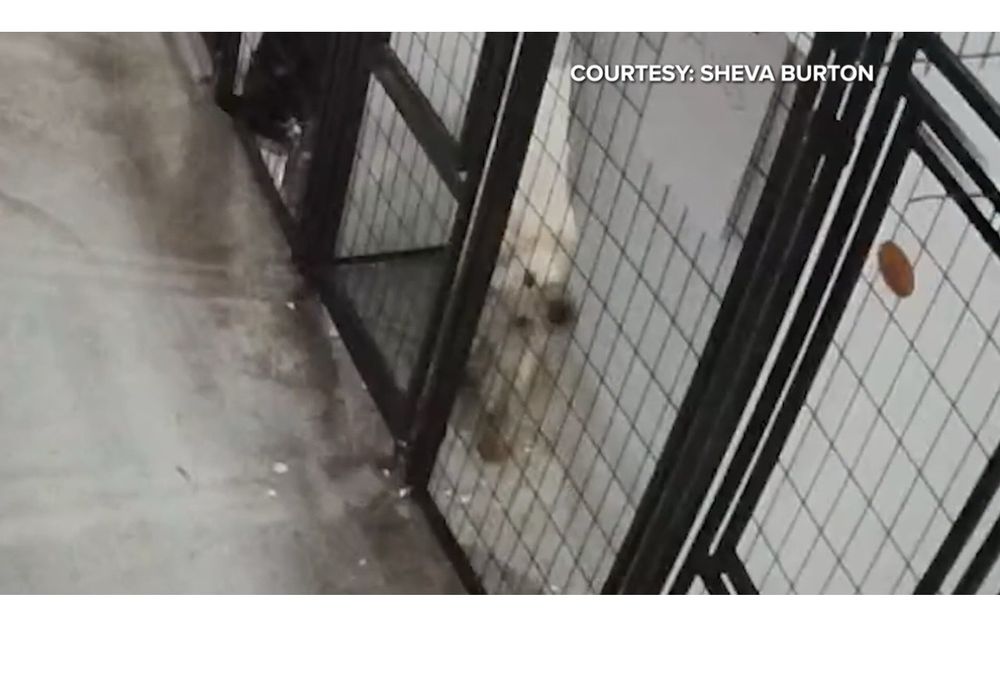 Puppy Manor - pet boarding facility in Tampa, FL