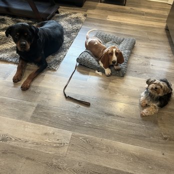 The Dog Savant - Brett's dogs Minnie and Boo helping with puppy board & train client Trusty the Basset hound. - Pet Training Near Me The Dog Savant - Brett's dogs Minnie and Boo helping with puppy board & train client Trusty the Basset hound. - Pet Training Near Me