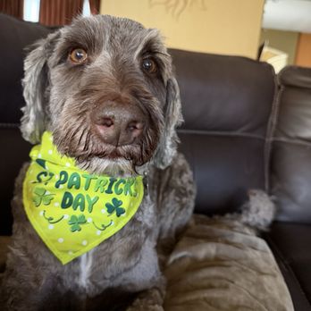 The Doggy Spa - Buster - Pet Groomers Near Me The Doggy Spa - Buster - Pet Groomers Near Me