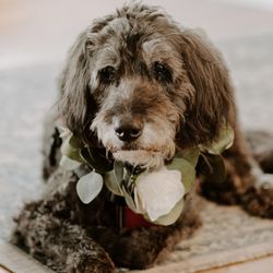 Pet Cremation By Water - Layla our golden doodle of 17 years.