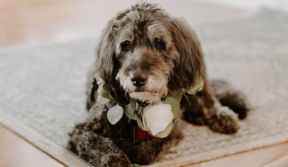 PET CREMATION BY WATER Updated October 2024 105 Photos & 40 Reviews 11 W College Dr