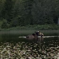 Northeast White water - Moose eating in the pond