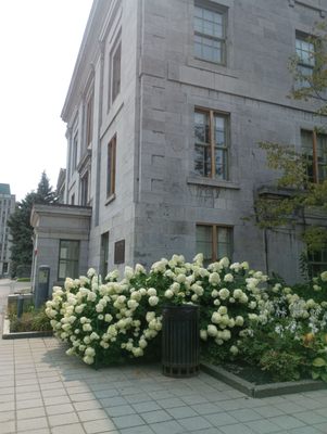 McGill University by null