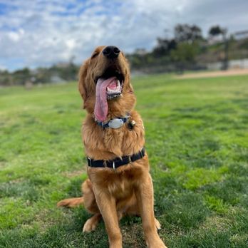 Dogs On The Run - Dog Walkers Near Me - Carlsbad, California Dogs On The Run - Dog Walkers Near Me - Carlsbad, California