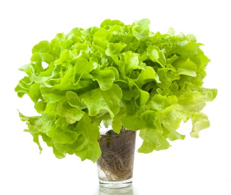 BAREFOOT FARMS MB Updated January 2025 Municipality of Minitonas