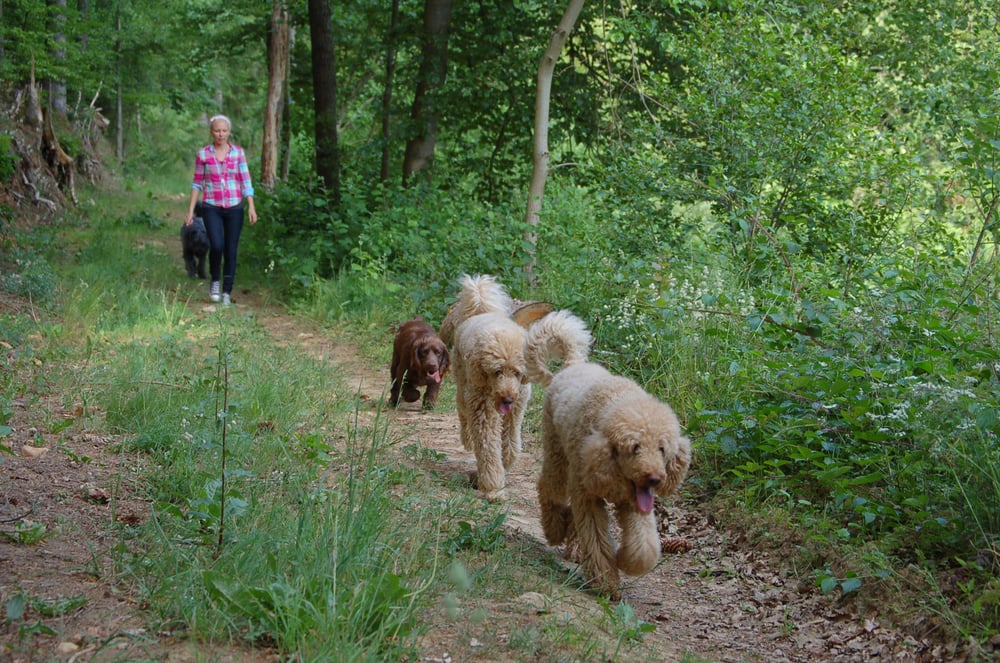 WAGS & WIGGLES Updated June 2024 23 Warren place, Southampton