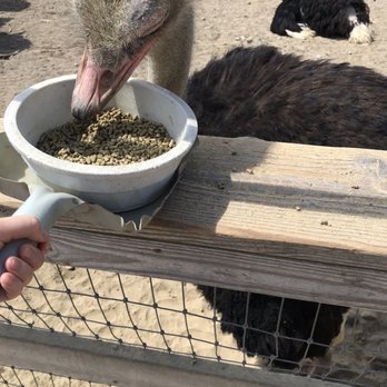 Ostrichland USA - Attraction Farms Near Me - Solvang, California