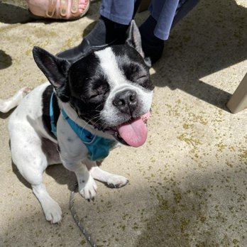Bow Wow Meow Purrfessional Petcare - Carson - Dog Walkers Near Me - Chicago, Illinois Bow Wow Meow Purrfessional Petcare - Carson - Dog Walkers Near Me - Chicago, Illinois