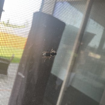 EcoShield Pest Solutions - Bald faced hornet day after service - Pest Control Near Me - Tukwila, Washington EcoShield Pest Solutions - Bald faced hornet day after service - Pest Control Near Me - Tukwila, Washington