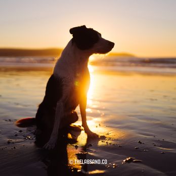 Leaps & Hounds Dog Training - Pet Training Near Me Leaps & Hounds Dog Training - Pet Training Near Me