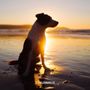 Photo of Leaps & Hounds Dog Training