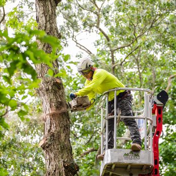 Big Timber Tree Service - Tree Services Near Me - Marlton, New Jersey Big Timber Tree Service - Tree Services Near Me - Marlton, New Jersey