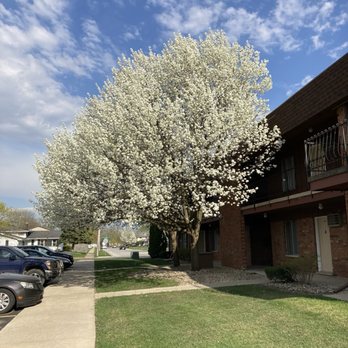 Barberry Apartments - One of the many beautiful trees on the complex. The trees and shrubs are always trimmed to perfection. - Apartments Near Me - Dyer, Indiana