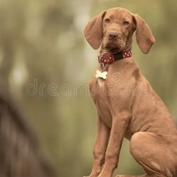 Hound Therapy