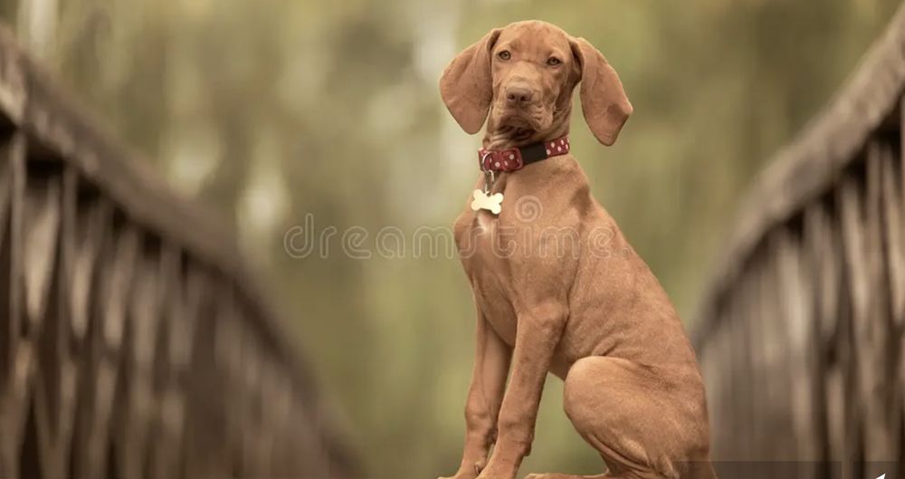 Hound Therapy - pet boarding facility in Plano, TX