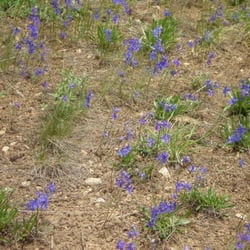 The Hunter Creek Trail